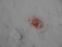 Staining The Snow